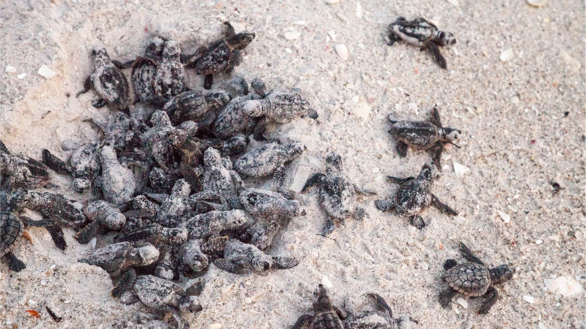 anna studios and apartments laganas